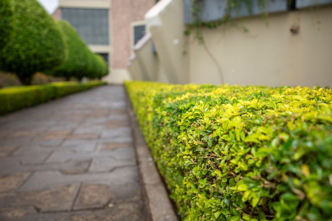 Manicured hedge pathway keeping a property looking sharp