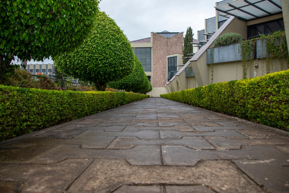 Neatly trimmed hedges lining a garden pathway