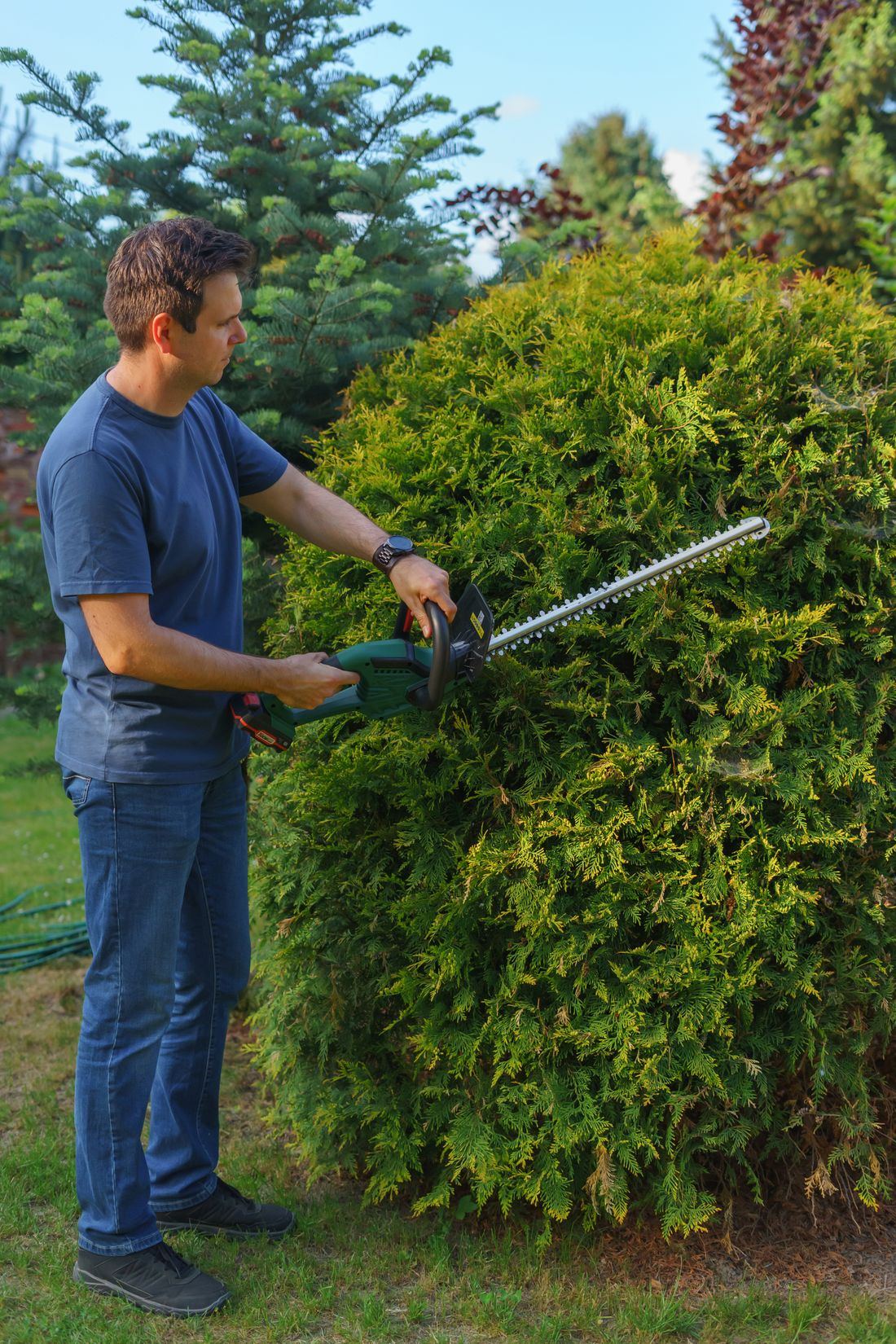Gardener shaping a hedge with a trimmer