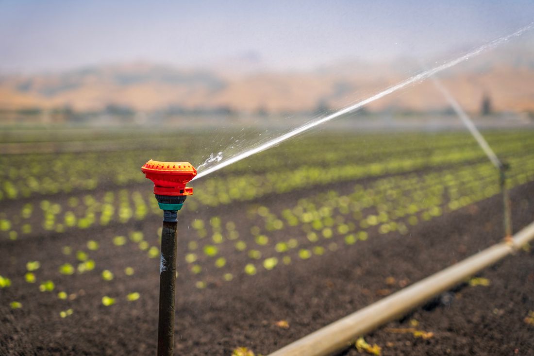 Sprinkler watering a green lawn