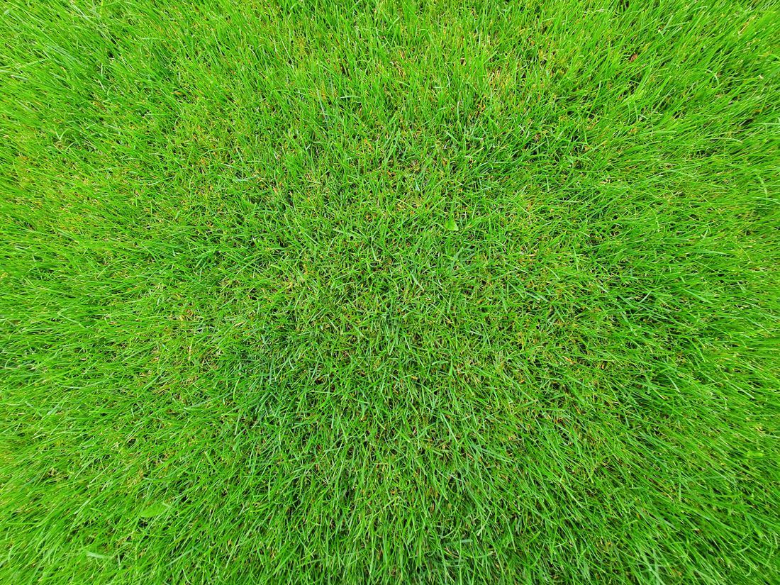 Healthy fully green lawn after a care program