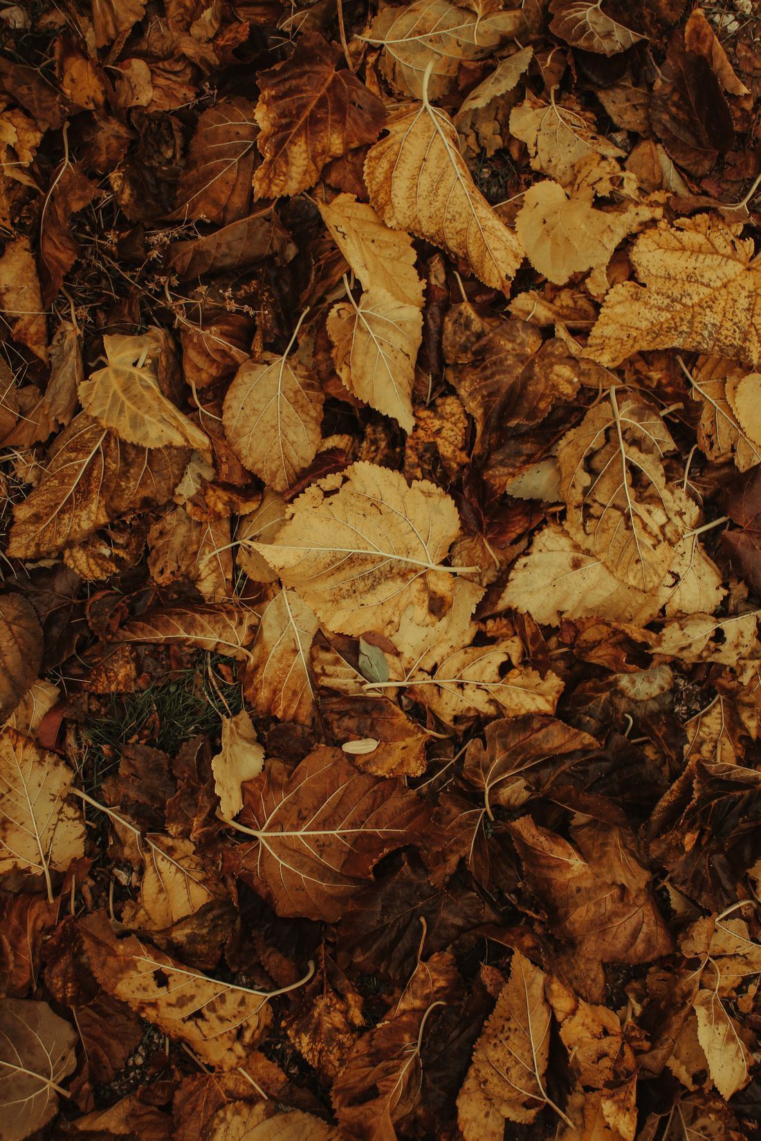Autumn leaves collected during a seasonal yard clean-up