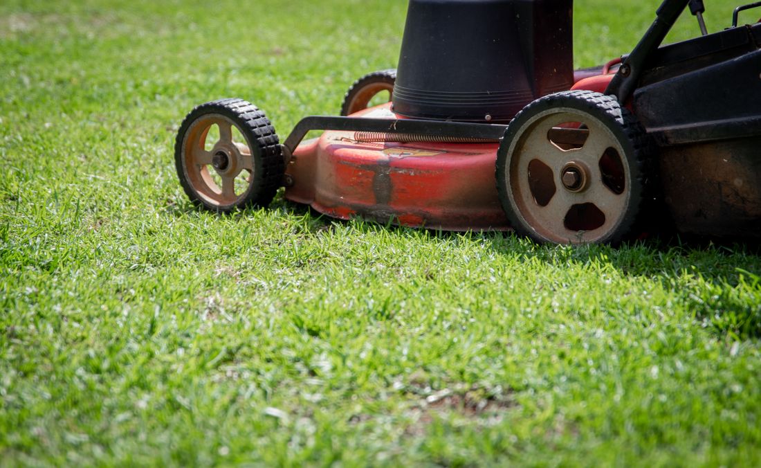 Close-up of fresh grass being mowed