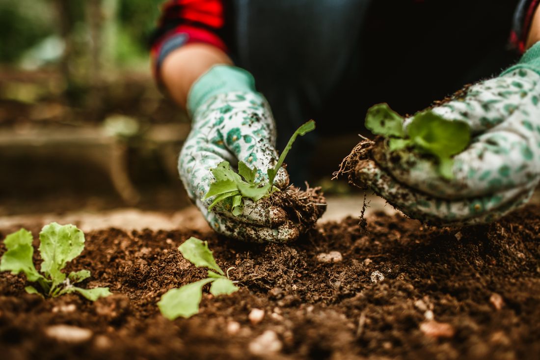 Hands planting seedlings in nutrient-rich soil