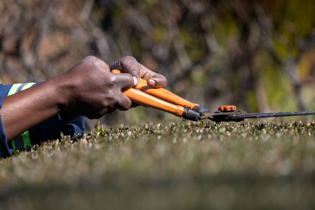 Gardener pruning bushes with professional shears