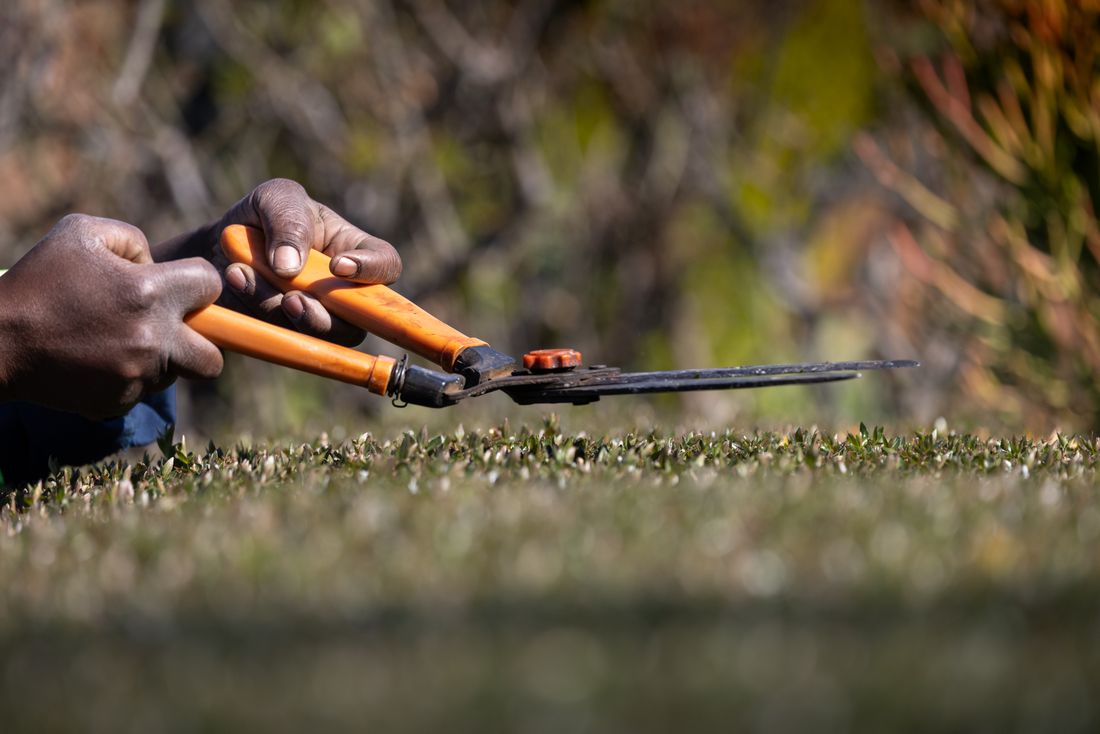 Trimming shrubs with professional pruning shears
