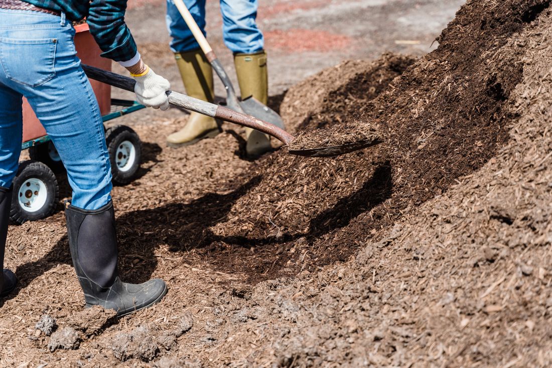 Spreading fresh bark dust and mulch around plantings