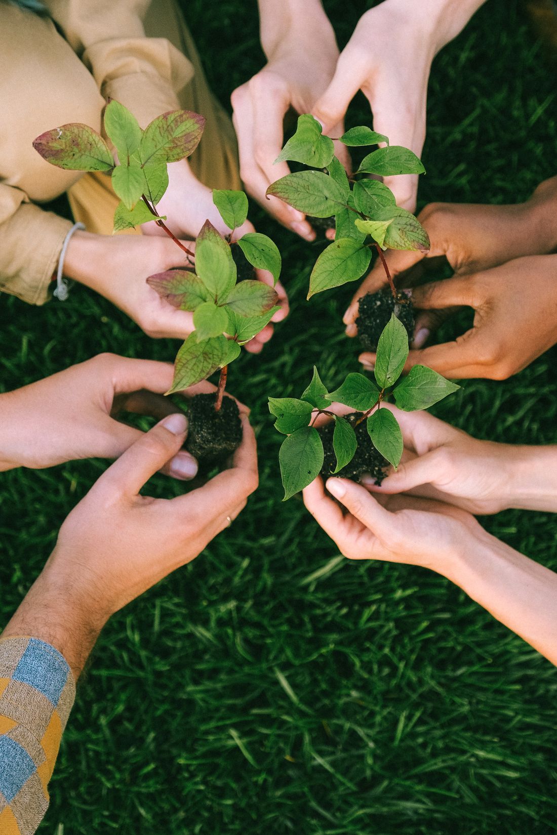 Planting a young tree to keep landscapes growing strong
